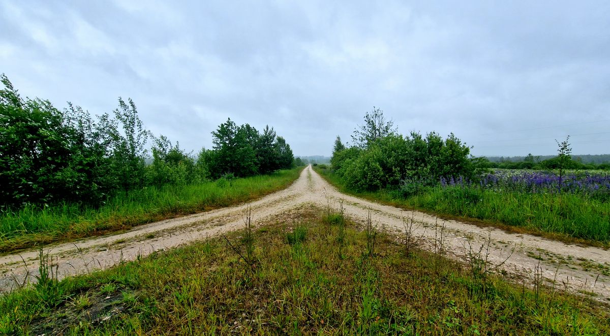 森の中で二又に分かれる道