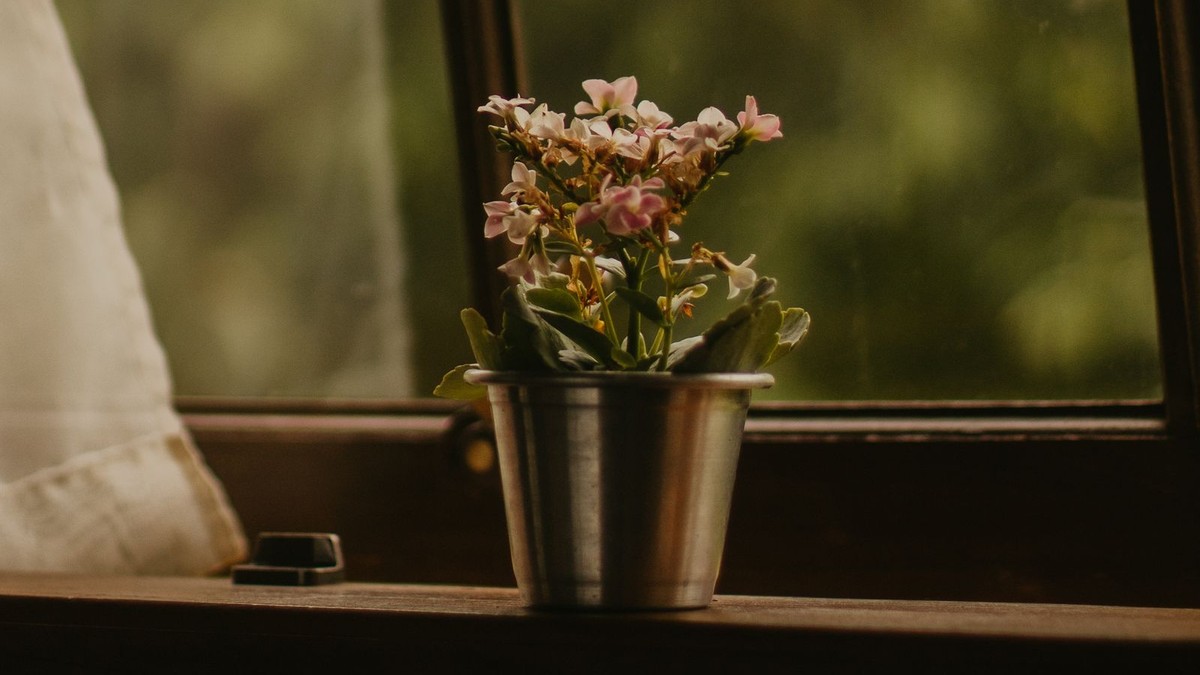 窓辺に置かれた鉢植えの花